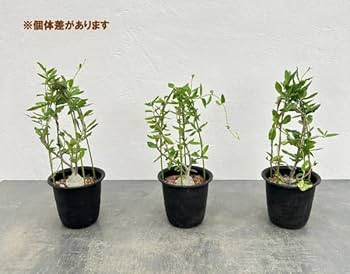 フォッケア エデュリス（火星人）　鉢ごと発送 井田大介 Daisuke Ida | ウチの巨大なフォッケア エデュリス